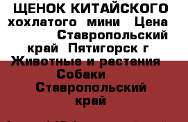 ЩЕНОК КИТАЙСКОГО хохлатого  мини › Цена ­ 4 000 - Ставропольский край, Пятигорск г. Животные и растения » Собаки   . Ставропольский край